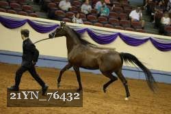 21YN_76432 thumbnail
