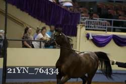 21YN_76434 thumbnail