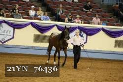 21YN_76436 thumbnail