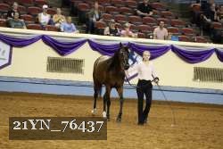 21YN_76437 thumbnail