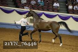 21YN_76446 thumbnail