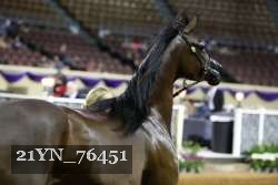 21YN_76451 thumbnail