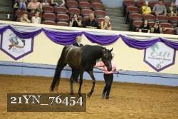 21YN_76454 thumbnail