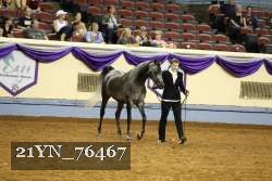 21YN_76467 thumbnail