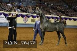 21YN_76472 thumbnail