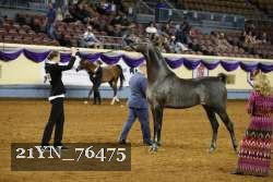 21YN_76475 thumbnail