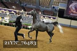 21YN_76483 thumbnail