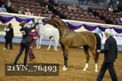 21YN_76493 thumbnail