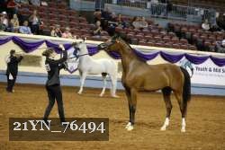 21YN_76494 thumbnail