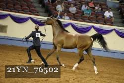 21YN_76502 thumbnail