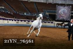 21YN_76561 thumbnail