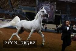 21YN_76562 thumbnail
