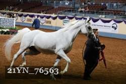 21YN_76563 thumbnail