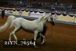 21YN_76564 thumbnail