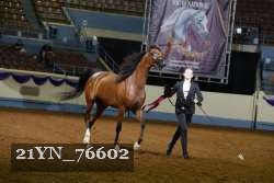 21YN_76602 thumbnail