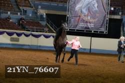 21YN_76607 thumbnail