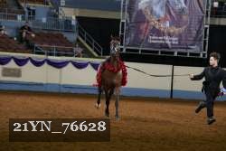 21YN_76628 thumbnail