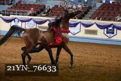 21YN_76633 thumbnail