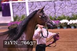 21YN_76637 thumbnail