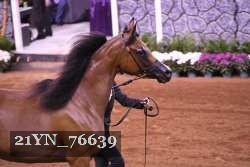 21YN_76639 thumbnail