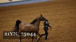 21YN_75044 thumbnail