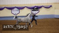 21YN_75057 thumbnail