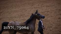 21YN_75064 thumbnail