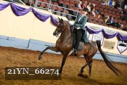 21YN_66274 thumbnail