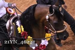 21YN_46227 thumbnail