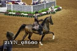 21YN_08600 thumbnail