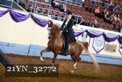 21YN_32772 thumbnail