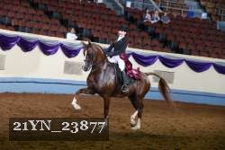 21YN_23877 thumbnail