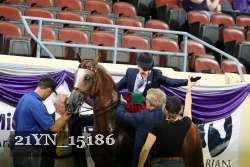 21YN_15186 thumbnail