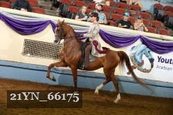 21YN_66175 thumbnail