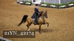 21YN_42174 thumbnail