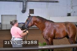 21YN_28288 thumbnail
