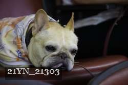 21YN_21303 thumbnail