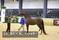 21_BUCK_00187 thumbnail