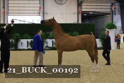 21_BUCK_00192 thumbnail