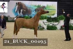 21_BUCK_00195 thumbnail