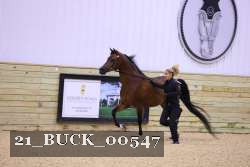 21_BUCK_00547 thumbnail