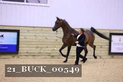 21_BUCK_00549 thumbnail
