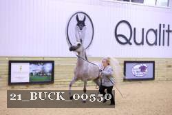 21_BUCK_00550 thumbnail