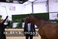 21_BUCK_00553 thumbnail