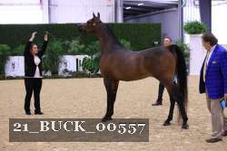 21_BUCK_00557 thumbnail