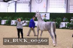 21_BUCK_00560 thumbnail