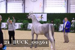 21_BUCK_00561 thumbnail