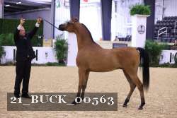 21_BUCK_00563 thumbnail
