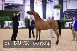 21_BUCK_00564 thumbnail