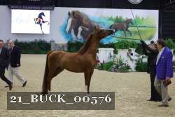 21_BUCK_00576 thumbnail